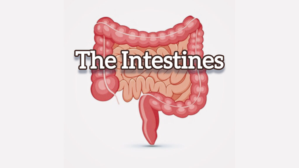 Intestines Thumbnail